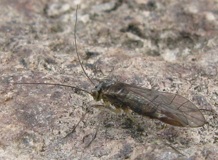 Mesopsochus (Psocoptera)